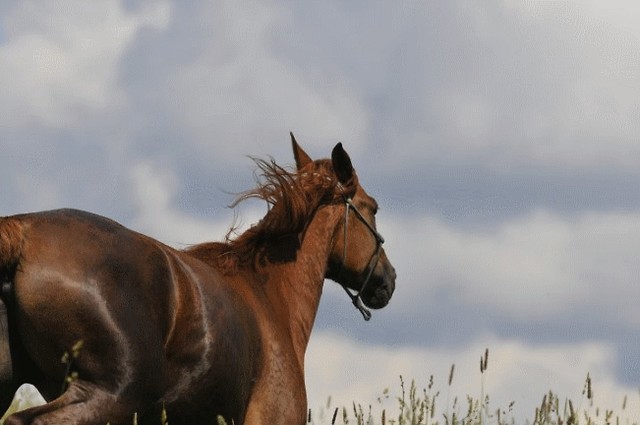 Wpis tobiano
