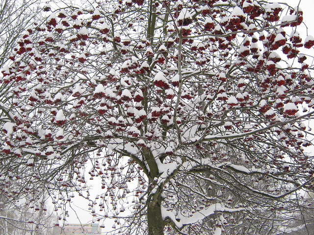 3 stycznia 2010