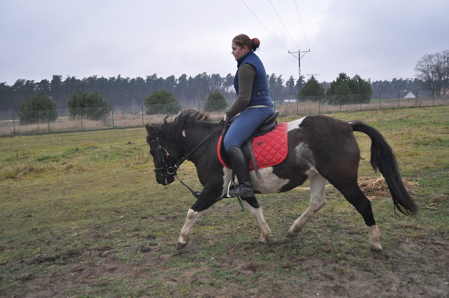 Pony