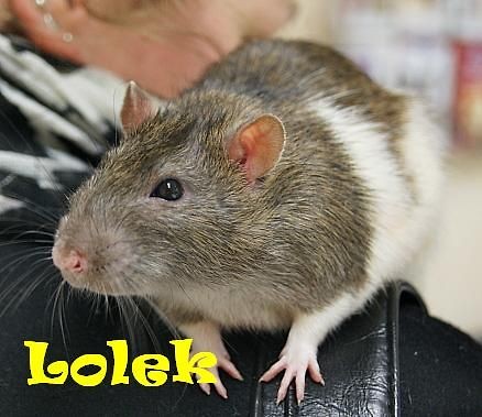 lolek