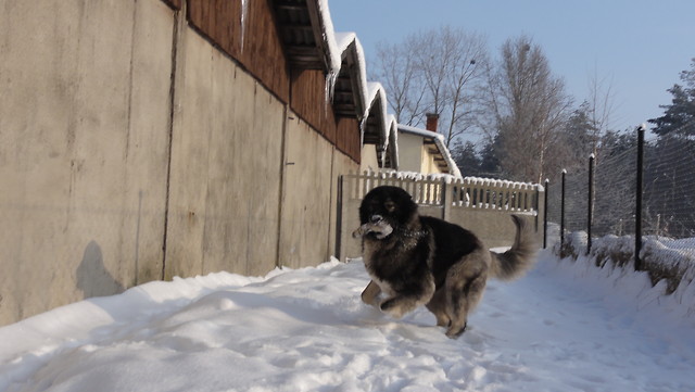 Puzonisko