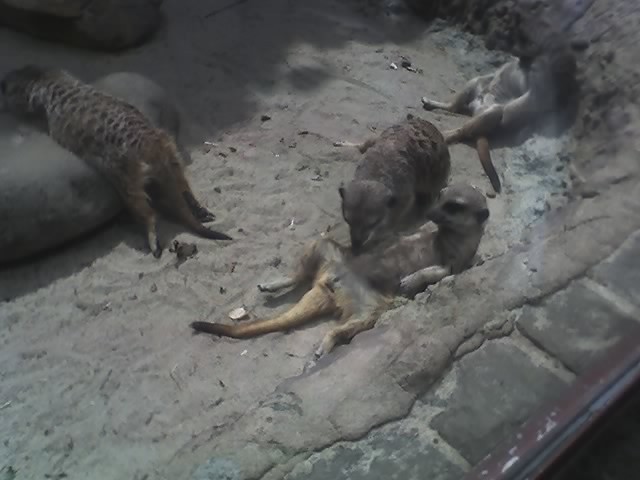 hmm w zoo XD