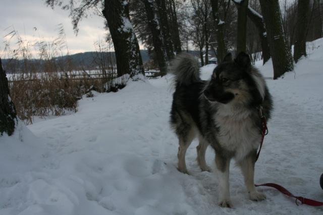 Wpis kocimozg