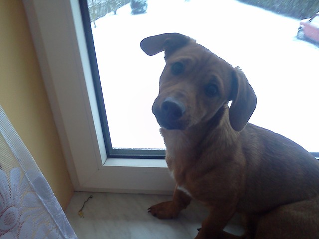 Misiek :)