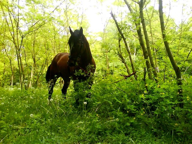 Terenik
