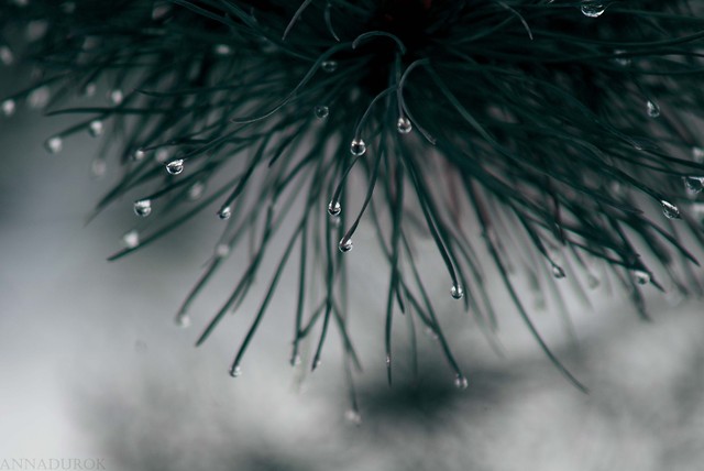 Wpis annaphotograph
