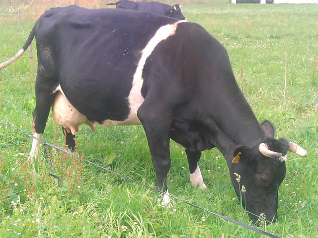 Krowa:-)