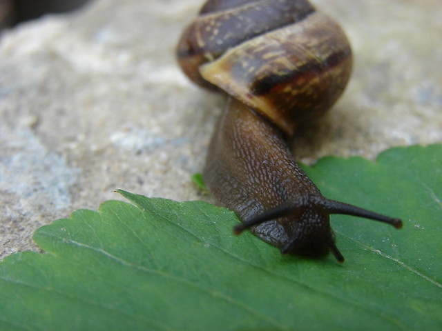 slimaczek