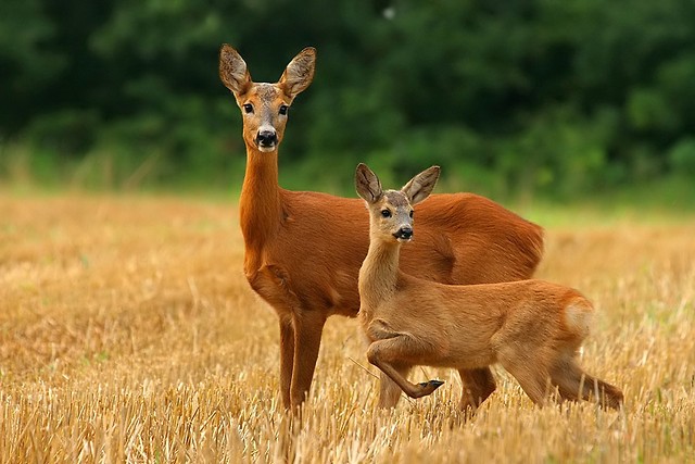 Sarny !!!!! . ;]