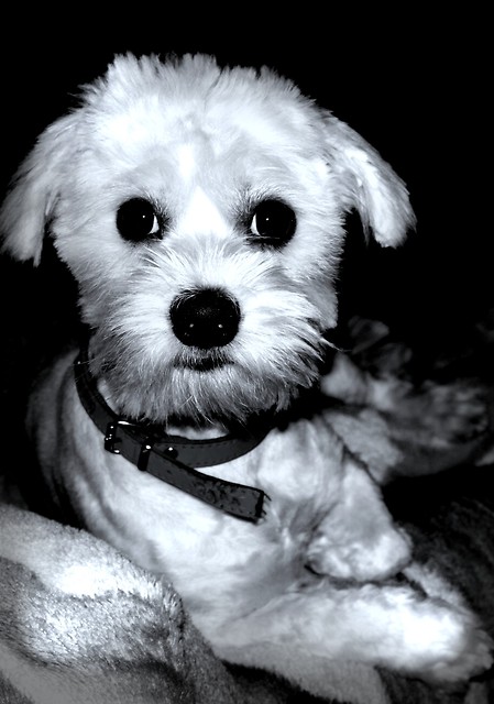 NIEKA 