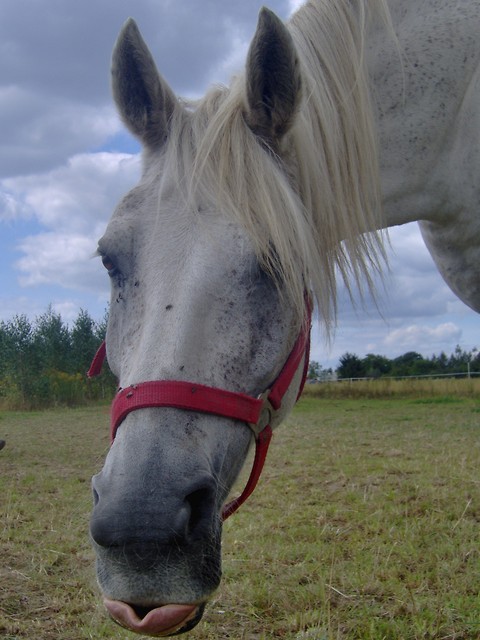 Lady z jakiego 2006r.