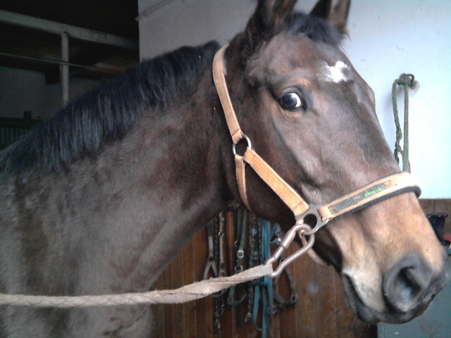 Wpis tobiano
