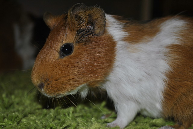 Wpis olivus