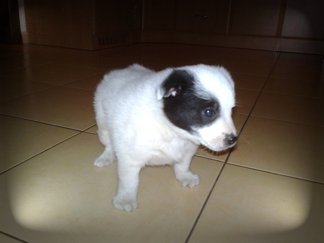 Wpis oooblackstarooo