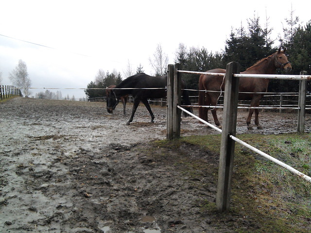Wpis tobiano