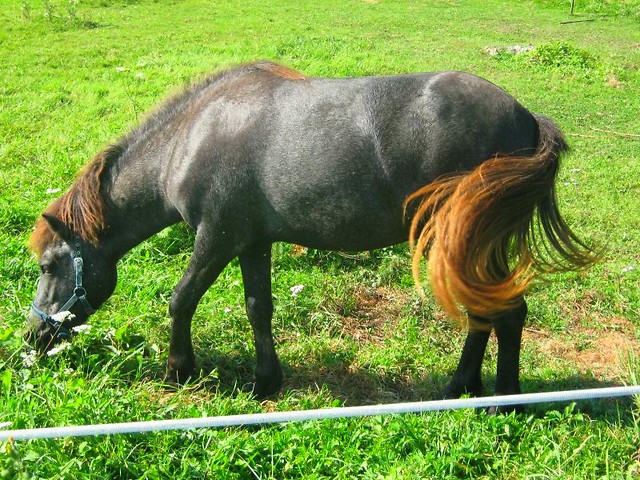 konik ;DD