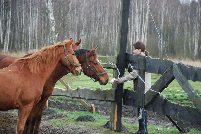 Wpis chestnuthorse