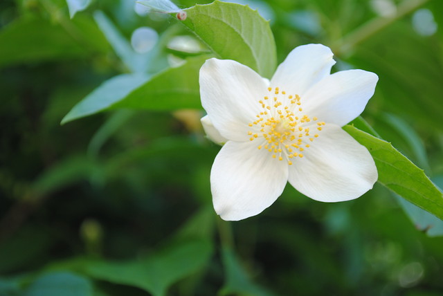 Flor.