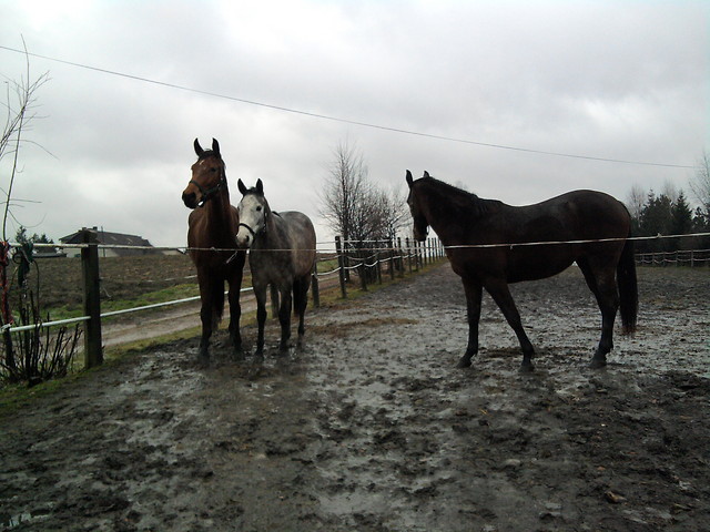 Wpis tobiano