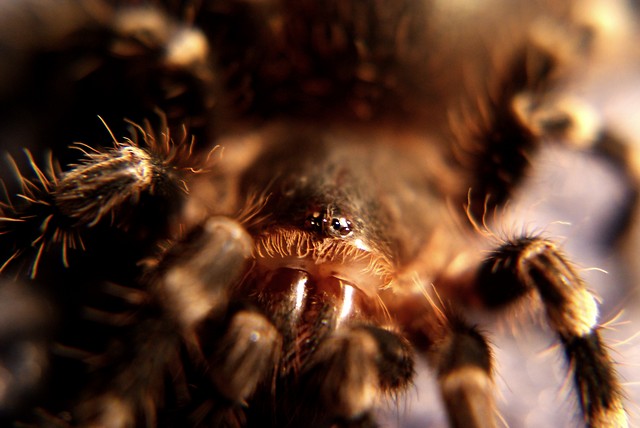 Acanthoscurria geniculata