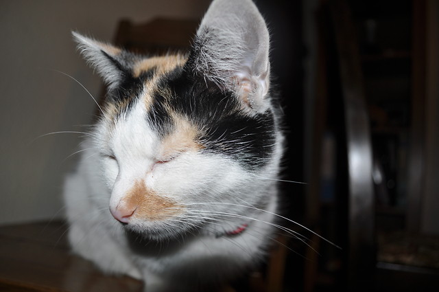 Gustaw