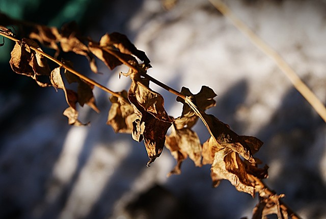 macro