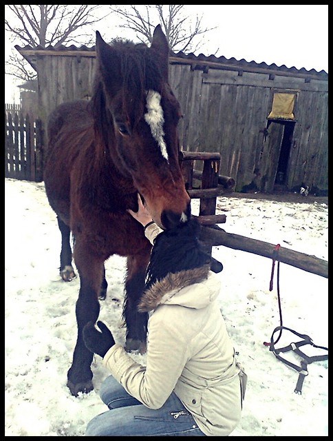 Wpis lovehorses12