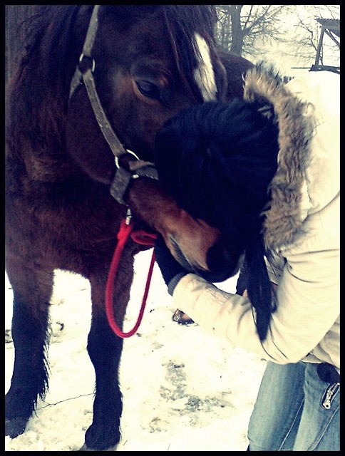 Wpis lovehorses12