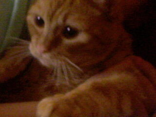 Kici, kici ;**
