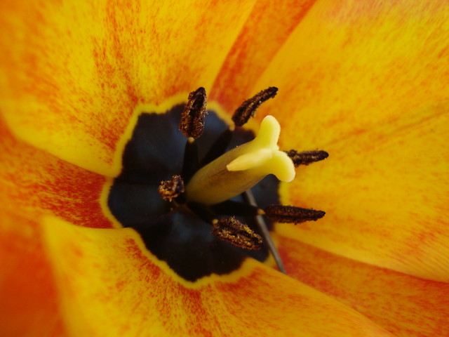 wiosenny tulipan