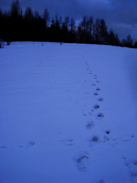 Wpis kluuseczkaa