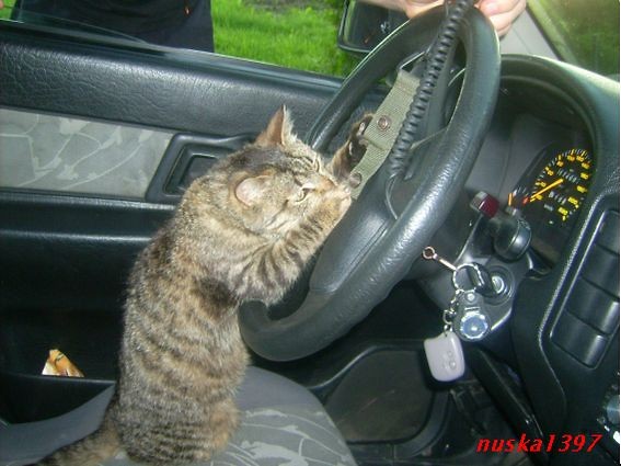 Killer ; ] kierowca ; )