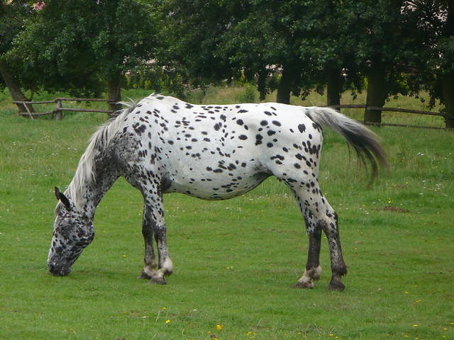 Mareczka