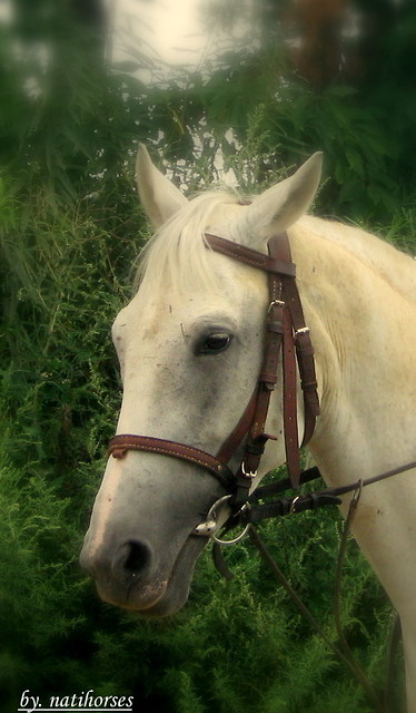 Laponia ;**