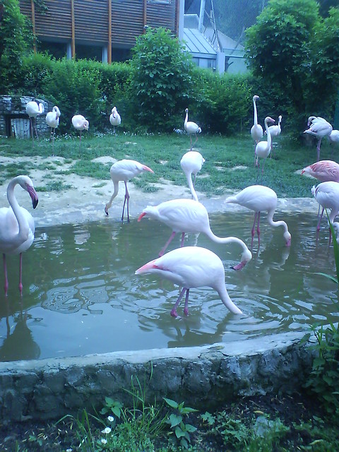 Zoo w Krakowie...Flamingi ;D