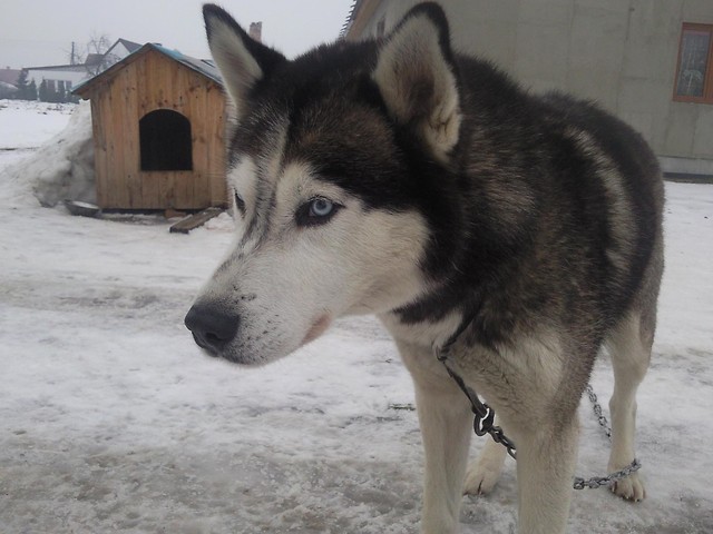 Wedlowski ;***