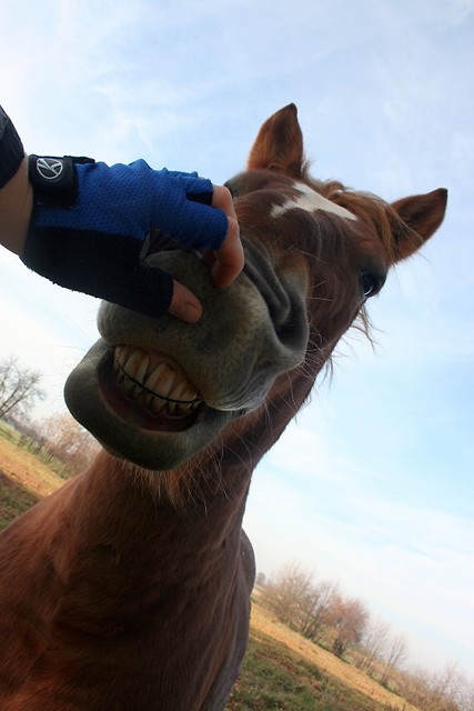 Konik.