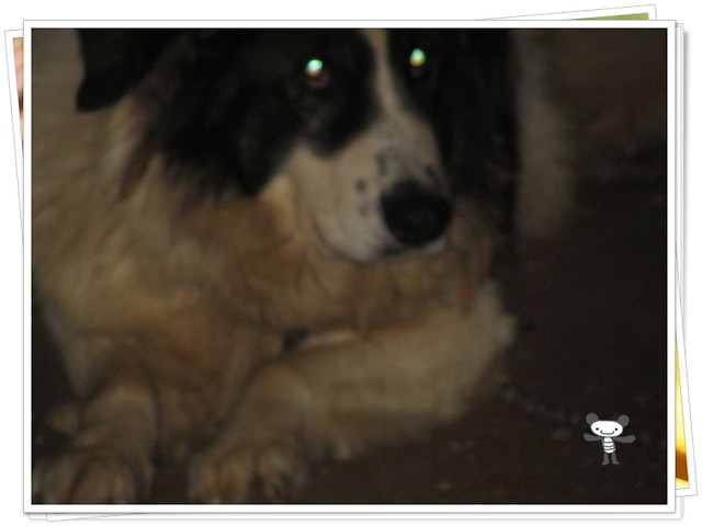 mOj pies- Rex