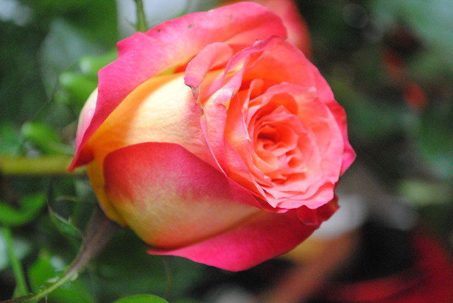 Rosa.
