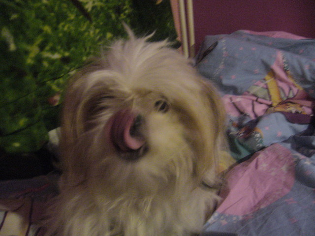 Perekaa . ; D