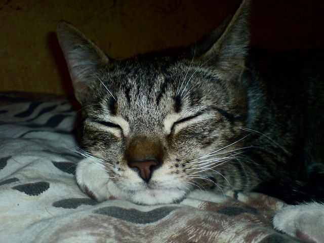Wpis alvina