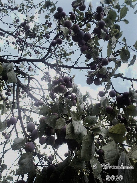 Plum