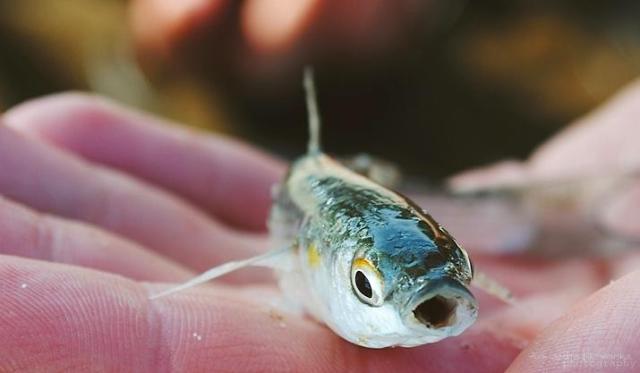 fish