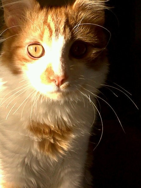 maly