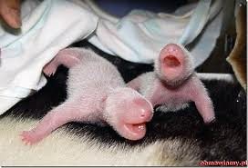 malutkie pandy
