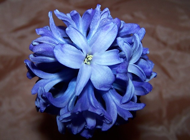 Blue star