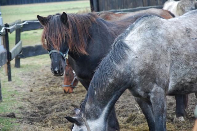 Wpis chestnuthorse