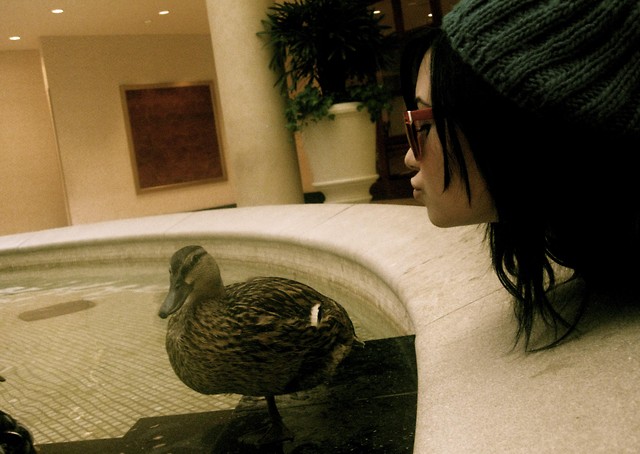 bird