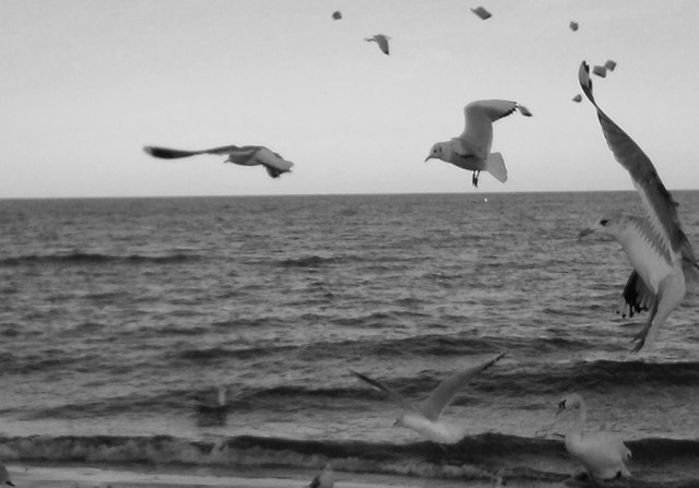 Gaviota. 
