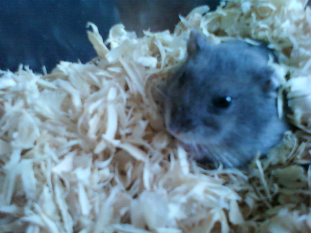 rasta ; D 